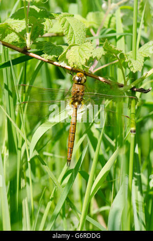 Norfolk Hawker [Aeshna gleichschenklig] Norfolk Broads, England, UK. Ausruhen im Rasen. Juni. Stockfoto