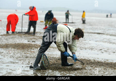 Cocklers wieder bei der Arbeit auf dem Sand von Morcambe Bay , Lancashire, nach dem tragischen Ereignis, wo 17 Männer und zwei Frauen, während der Ernte Herzmuscheln starben. China sagte, es werde mit der britischen Regierung zusammenarbeiten, um illegale Einwanderung und Menschenschmuggel nach dem Tod der 19 chinesischen Cockle Picker in Morecambe Bay zu verhindern. Stockfoto