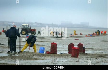 Cockle Picker wieder bei der Arbeit auf dem Sand von Morcambe Bay , Lancashire, nach dem tragischen Ereignis, wo 17 Männer und zwei Frauen, während der Ernte Herzmuscheln starben. China sagte, es werde mit der britischen Regierung zusammenarbeiten, um illegale Einwanderung und Menschenschmuggel nach dem Tod der 19 chinesischen Cockle Picker in Morecambe Bay zu verhindern. 23/03/04: Es wurde aufgedeckt, dass Minister, die mit der Bekämpfung von Gangmastern beauftragt wurden, erst sechs Wochen nach der Morecambe Bay Tragödie zusammenkamen. Zwanzig chinesische Arbeiter ertranken, nachdem sie von der Flut abgeschnitten wurden, während sie Herzmuscheln auf dem offenen Sand pflückten. Ihr Tod veranlasste sie Stockfoto