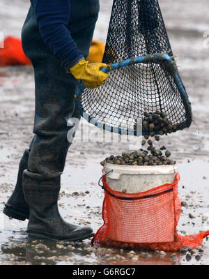 Cockle Picker, die zur Arbeit am Sand von Morcambe Bay, Lancashire, zurückkehrten, wo 19 chinesische Arbeiter ertrunken waren. Etwa 100 Pflücker, einige zu Fuß und andere auf Traktoren und Quad-Bikes, versammelten sich entlang der Küste von Bolton-le-Sands in der Nähe der HEST Bank, nachdem die Polizei von Lancashire das Gebiet nicht mehr zum Tatort erklärt hatte. Stockfoto