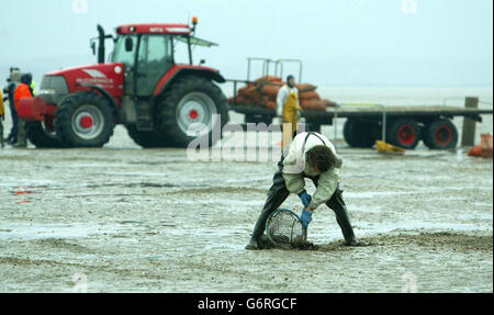 Cockle Picker kehren zur Arbeit zurück, am Sand von Morecambe Bay, Lancashire, wo am vergangenen Freitag 19 chinesische Arbeiter ertranken. Etwa 100 Pflücker, einige zu Fuß und andere auf Traktoren und Quad-Bikes, versammelten sich entlang der Küste von Bolton-le-Sands in der Nähe der HEST Bank, nachdem die Polizei von Lancashire das Gebiet nicht mehr zum Tatort erklärt hatte. Stockfoto