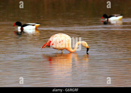 Einsame Flamingo kommt im Heiligtum Stockfoto