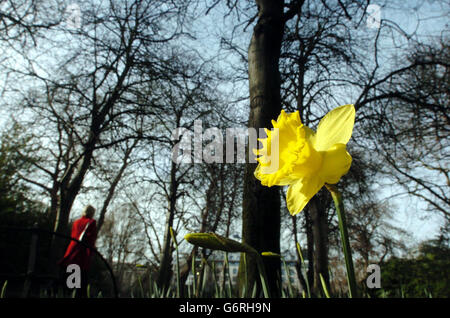 MÄRZ 20: Eine Narzisse in voller Blüte im St Stephen's Green, Dublin. Heute ist der erste Frühlingstag; die kalten Winde des Winters verblassen, und wilde Blumen beginnen zu blühen. Ein Narzissen in voller Blüte in der Wintersonne in St. Stephen's Green, Dublin, Irland. Stockfoto