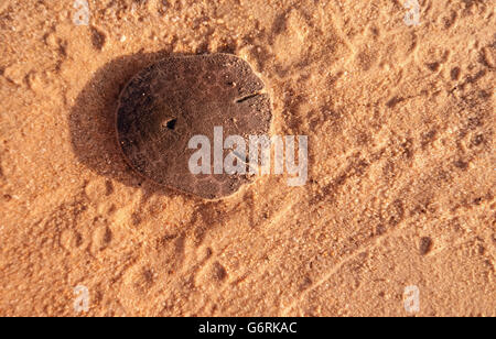 Sand Dollar oder Meer Cookie in den Strandsand Stockfoto