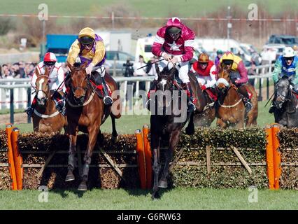 Mutige Inka gewinnt in Cheltenham Stockfoto