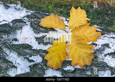 Auf dem gesägter Stamm weißer Birke sind gelbe Laub der Eiche. Stockfoto