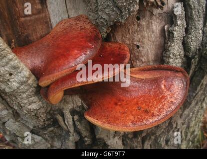 Beefsteak Pilz auch Ochsenzunge (Fistulina Hepatica) ist parasitäre Halterung-Pilz, der oft auf Eiche wächst. Stockfoto