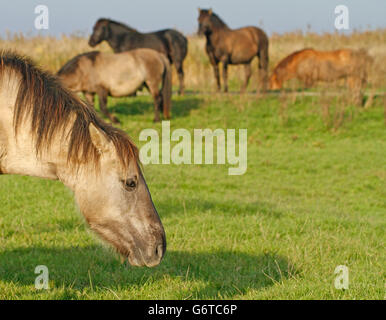 Konik Wildpferde in Oostvaardersplassen Natur in Holland zu reservieren. Stockfoto