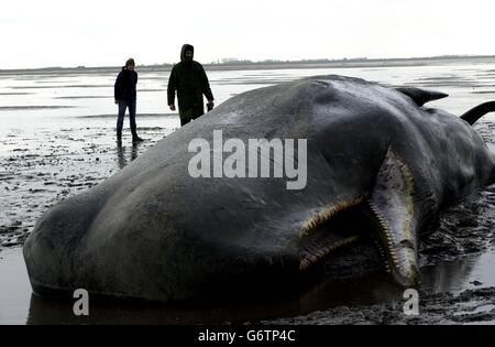 Ein 1,80 m großer Pottwal liegt tot am Strand an der Sutton Bridge, in The Wash, vor der Küste von Lincolnshire, wo er gestrandet ist. Stockfoto