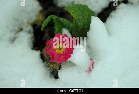 Winterwetter 11. Februar. Schneebedeckte Blumen in der Grafschaft Durham. Stockfoto