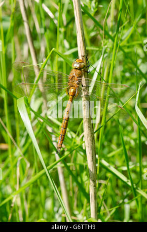 Norfolk Hawker [Aeshna gleichschenklig] Norfolk Broads, England, UK. Ausruhen im Rasen. Juni. Stockfoto