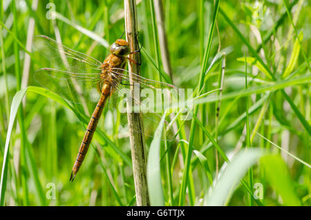 Norfolk Hawker [Aeshna gleichschenklig] Norfolk Broads, England, UK. Ausruhen im Rasen. Juni. Stockfoto