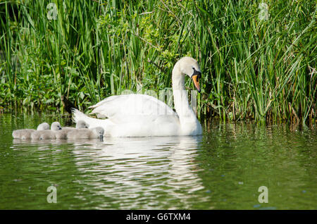 Mute Swan [Cygnus Olor] mit frisch geschlüpften Cygnets schwimmen auf dem Fluss Ant, The Norfolk Broads, UK Stockfoto