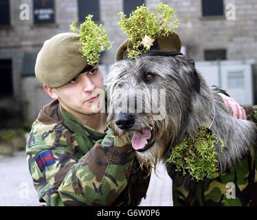 Schlagzeuger Lance Clerkin und Regimentsmaskottchen Donnchadh, des 1. Bataillons der Irischen Garde, am St. Patricks Tag, bei einer Zeremonie in der Bessbrook Mühle im Süden von Armagh in Nordirland, wurden die Soldaten von ihrer Königlichen Hoheit Prinzessin Anne mit dem Kleeblatt überreicht, Die heute für einen St. Patricks-Tagesdienst in die Armeebasis geflogen sind. Stockfoto