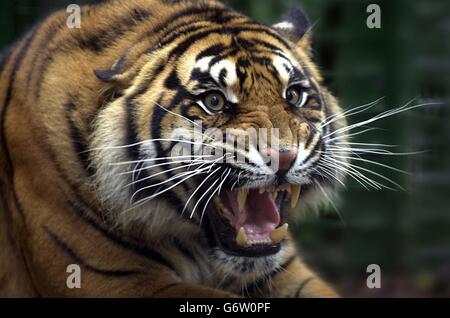 SIGRA des Sumatra-Tigers Stockfoto