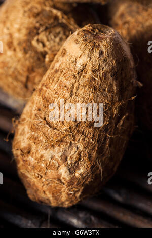 Rohe Bio braune Eddoes bereit zum Kochen Stockfoto