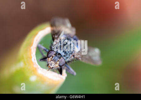 Makro Schuss in den Kopf von einer Stubenfliege knabbert an einer Pflanze mit detaillierten Augen und Gesichtszüge. Stockfoto