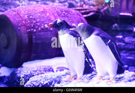 Gentoo-Pinguine bei einer neuen Ausstellung im Deep in Hull Marina namens 'die Pinguine von Grytviken'. Stockfoto