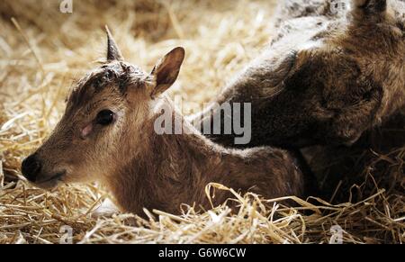 Pere David Hirsch Stockfoto