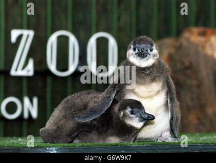 Zwei schwarzfußige Pinguinküken kuscheln sich an einem feuchten Nachmittag im London Zoo zusammen. Die Küken wurden zwei Tage im Londoner Zoo geboren und sind nun fast sieben Wochen alt. Das Paar, noch unbenannt und unsexed, werden von den Hütern von Hand aufgezogen, da sie nicht richtig von ihren Eltern ernähren. Die Pinguine sind an der Südwestküste Afrikas beheimatet. Stockfoto