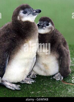 Blackfooted Pinguinküken im Londoner Zoo Stockfoto
