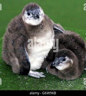 Zwei schwarzfußige Pinguinküken kuscheln sich an einem feuchten Nachmittag im London Zoo zusammen. Die Küken wurden zwei Tage im Londoner Zoo geboren und sind nun fast sieben Wochen alt. Das Paar, das noch nicht benannt und ungesextet ist, wird von den Pflegern von Hand aufgezogen, da sie nicht richtig von ihren Eltern ernähren. Die Pinguine sind an der Südwestküste Afrikas beheimatet. Hl200304 Stockfoto
