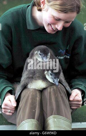 Pinguinküken im Londoner Zoo Stockfoto