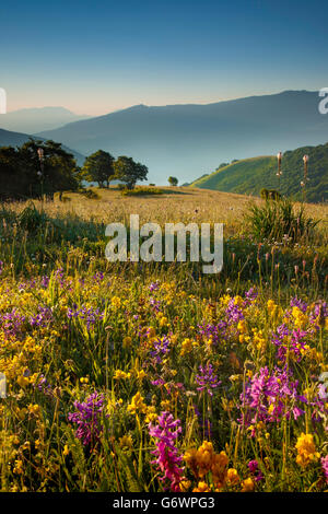 Wildblumen im Morgengrauen entlang der Forca Canapine in den Monti Sibillini Nationalpark, Umbrien Italien Stockfoto