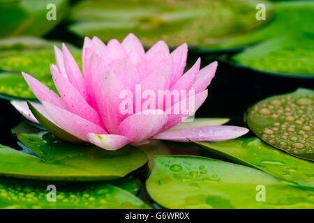 Eine schöne rosa Seerose oder Lotus-Blume im Teich Stockfoto