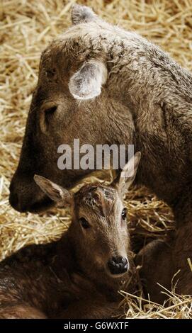 Pere David Hirsch Stockfoto