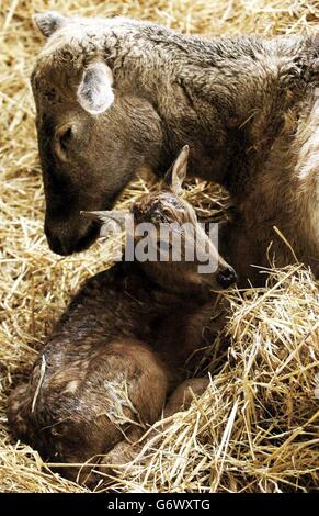 Das Rehkitz Jenni mit Mutter Flo, ein seltener Pere David-Hirsch, geboren im Blair Drummond Safari Park in der Nähe von Stirling. Der Hirsch musste wiederbelebt werden, nachdem sie während der Geburt von der Auszubildenden Tierärztin Jenni Sparks aufgehört hatte zu atmen. Stockfoto