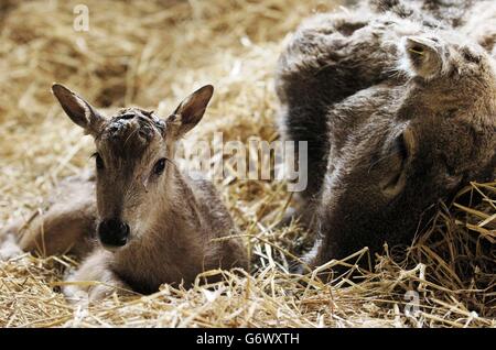 Pere David Hirsch Stockfoto