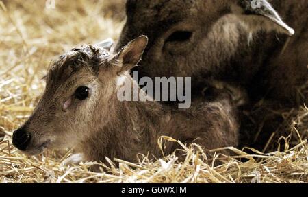 Pere David Hirsch Stockfoto