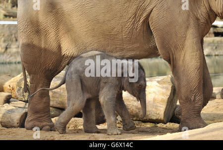 Ein noch nicht benanntes indisches Elefantenkalb in seinem Gehege im Twycross Zoo, Warwickshire, geboren in den frühen Morgenstunden am Dienstag, den 4. März bis zum 18-jährigen Noorjahan, einer der Herde von vier indischen Elefanten im Zoo, nach einer 22-monatigen Schwangerschaft. Stockfoto
