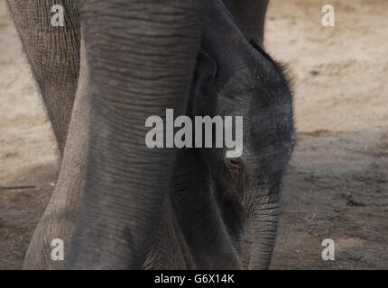 Ein noch nicht benanntes indisches Elefantenkalb in seinem Gehege im Twycross Zoo, Warwickshire, geboren in den frühen Morgenstunden am Dienstag, den 4. März bis zum 18-jährigen Noorjahan, einer der Herde von vier indischen Elefanten im Zoo, nach einer 22-monatigen Schwangerschaft. Stockfoto