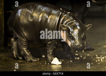 Winnie, das drei Wochen alte Pygmäenhippo in den Bristol Zoo Gardens wiegt das kleine Mädchen rund 5 Kilogramm. Stockfoto