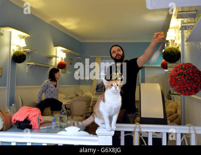 Mit einer der Hauskatzen wird im neu eröffneten Lady Dinah's Cat Emporium in der Bethnal Green Road East London gespielt. Im Café haben die Besucher die Möglichkeit, Erfrischungen zu trinken und sich mit Katzen zu entspannen. Stockfoto