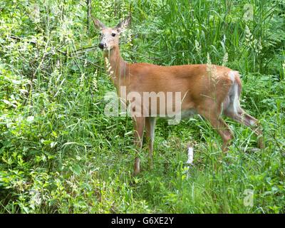 White Tailed Deer stehend In den Sumpf Stockfoto