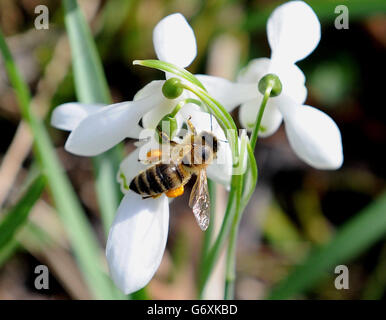 Eine Honigbiene sammelt Pollen aus Schneeglöckchen bei wärmeren Temperaturen in Teesdale, County Durham. Stockfoto