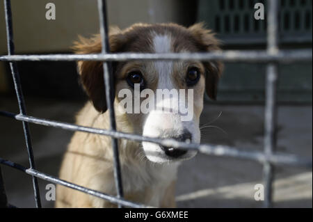 Afghanistan Nowzad Hunde Liebe Stockfoto