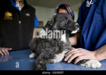 Zuvor unveröffentlichtes Bild vom 12/03/14 von Shadow, einem acht Wochen alten Welpen, der gerettet wurde und in der Nowzad Dogs Charity in Kabul, Afghanistan, wiederaufgenommen werden möchte, einer britischen Wohltätigkeitsorganisation, die 2007 vom ehemaligen Royal Marine Sergeant Pen Farthing gegründet wurde. Stockfoto