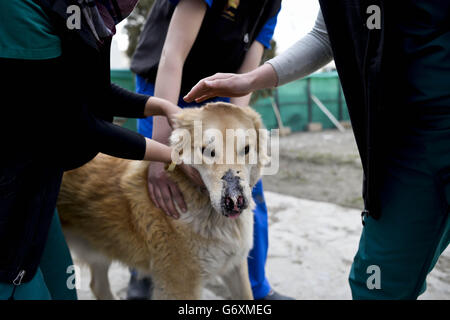 Zuvor unveröffentlichtes Bild vom 12/03/14 von Joey, der eine Erkrankung an seiner Nase erlitt, als er von Mitarbeitern der Nowzad Dogs Charity in Kabul, Afghanistan, behandelt wird, einer britischen Wohltätigkeitsorganisation, die vom ehemaligen Royal Marine Sergeant Pen Farthing im Jahr 2007 gegründet wurde. Stockfoto