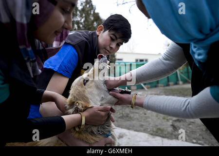 Zuvor unveröffentlichtes Bild vom 12/03/14 von Joey, der eine Erkrankung an seiner Nase erlitt, als er von Mitarbeitern der Nowzad Dogs Charity in Kabul, Afghanistan, behandelt wird, einer britischen Wohltätigkeitsorganisation, die vom ehemaligen Royal Marine Sergeant Pen Farthing im Jahr 2007 gegründet wurde. Stockfoto