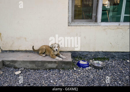 Afghanistan Nowzad Hunde Liebe Stockfoto