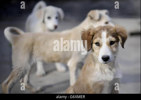 Zuvor unveröffentlichtes Bild vom 12/03/14 von Seble, dem acht Wochen alten Welpen, der gerettet wurde und in der Nowzad Dogs Charity in Kabul, Afghanistan, wiederaufgenommen werden soll, einer britischen Charity, die 2007 vom ehemaligen Royal Marine Sergeant Pen Farthing gegründet wurde. Stockfoto