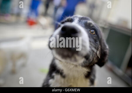 Zuvor unveröffentlichtes Bild vom 12/03/14 von Blue, einem zehn Wochen alten Welpen, der gerettet wurde und in der Nowzad Dogs Charity in Kabul, Afghanistan, wiederaufgenommen werden möchte, einer britischen Charity, die 2007 vom ehemaligen Royal Marine Sergeant Pen Farthing gegründet wurde. Stockfoto