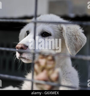 Zuvor unveröffentlichtes Bild vom 12/03/14 von Benson, einem 10 Wochen alten Welpen, der gerettet wurde und in der Nowzad Dogs Charity in Kabul, Afghanistan, wiederaufgenommen werden möchte, einer britischen Wohltätigkeitsorganisation, die 2007 vom ehemaligen Royal Marine Sergeant Pen Farthing gegründet wurde. Stockfoto