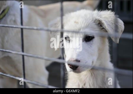 Zuvor unveröffentlichtes Bild vom 12/03/14 von Benson, einem 10 Wochen alten Welpen, der gerettet wurde und in der Nowzad Dogs Charity in Kabul, Afghanistan, wiederaufgenommen werden möchte, einer britischen Wohltätigkeitsorganisation, die 2007 vom ehemaligen Royal Marine Sergeant Pen Farthing gegründet wurde. Stockfoto