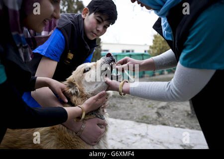 Zuvor unveröffentlichtes Bild vom 12/03/14 von Joey, der eine Erkrankung an seiner Nase erlitt, als er von Mitarbeitern der Nowzad Dogs Charity in Kabul, Afghanistan, behandelt wird, einer britischen Wohltätigkeitsorganisation, die vom ehemaligen Royal Marine Sergeant Pen Farthing im Jahr 2007 gegründet wurde. Stockfoto