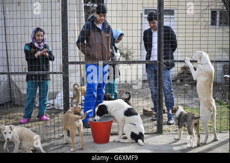 Afghanistan Nowzad Hunde Liebe Stockfoto